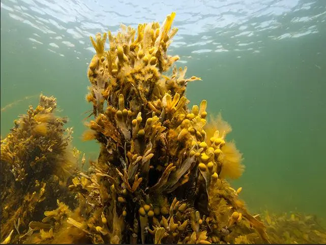 Brown Seaweed.jpg